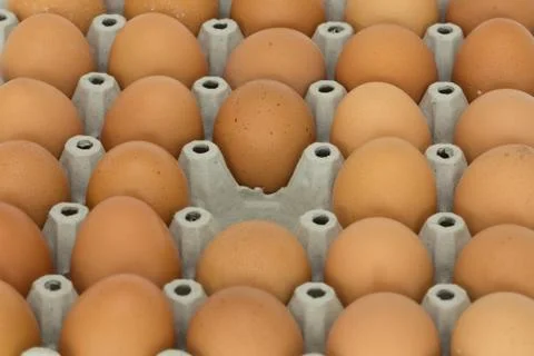 Egg Stock Photos