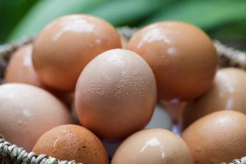 Egg Stock Photos