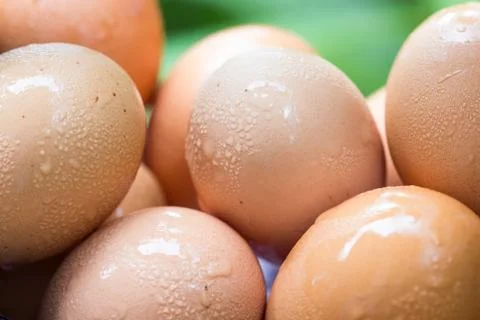 Egg Stock Photos