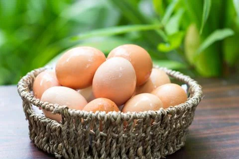 Egg Stock Photos