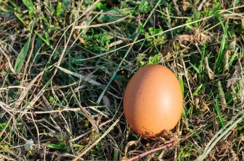 Egg Stock Photos