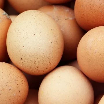 Egg Stock Photos