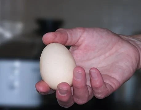 Egg Stock Photos