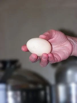 Egg Stock Photos