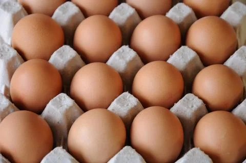 Egg Stock Photos