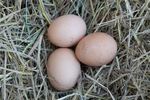 Egg Stock Photos