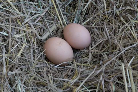 Egg Stock Photos