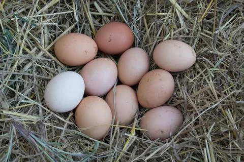 Egg Stock Photos