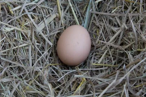 Egg Stock Photos