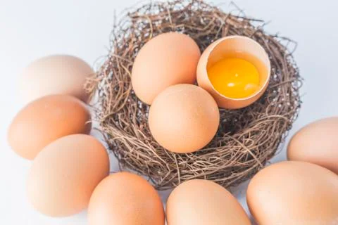 Egg Stock Photos