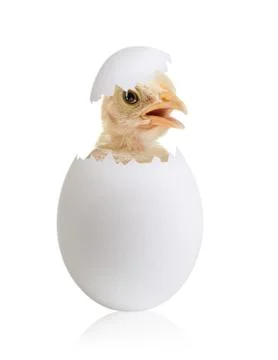 Egg Stock Photos