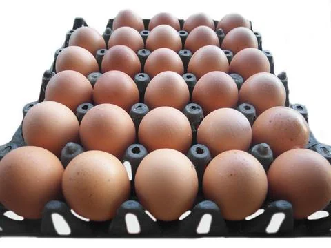 Egg Stock Photos