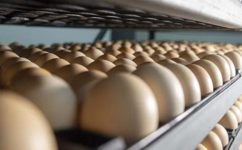 Egg. Stock Photos
