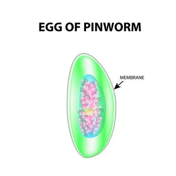 Egg of pinworm. The structure of an egg pinworm. infographics. Vector Stock Illustration