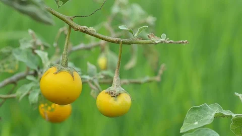 Egg plants shaking with wind Stock Footage 87138571