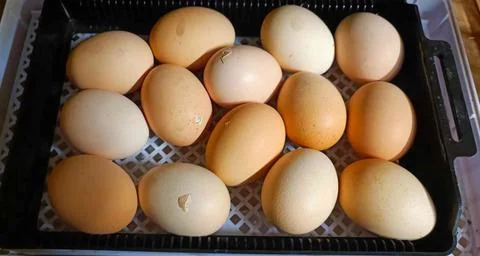 Egg in the process of hatching Stock Photos