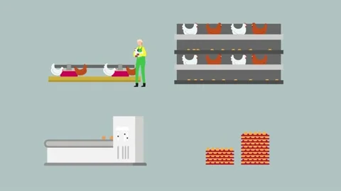 Egg process production in chicken poultry factory Stock Footage 220243715