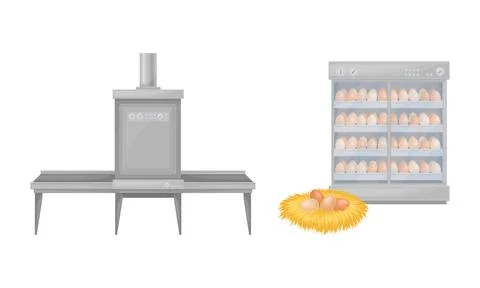 Egg process production in chicken poultry factory vector illustration 스톡 일러스트