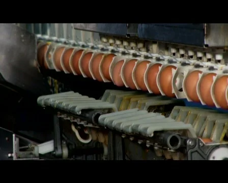 Egg Processing Plant - Close Up 스톡 동영상 509407