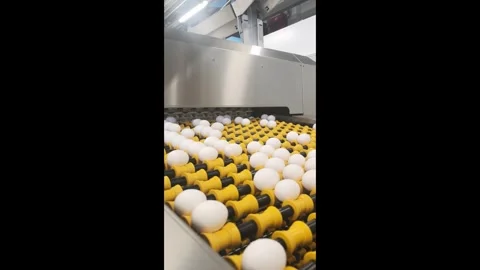 An egg processing system is currently in operation at a bustling poultry farm, e Stock Footage 344837812