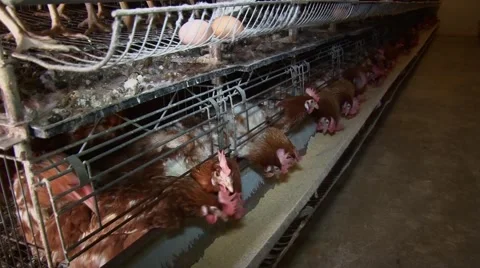 Egg production on chicken farm Stock Footage 48807013