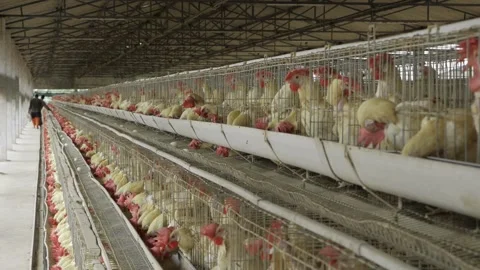 Egg Production - Efficient and Sustainable Chicken Farming Stock Footage 324036848