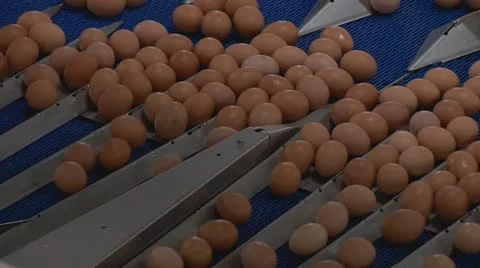Egg production Stock Footage 12829423