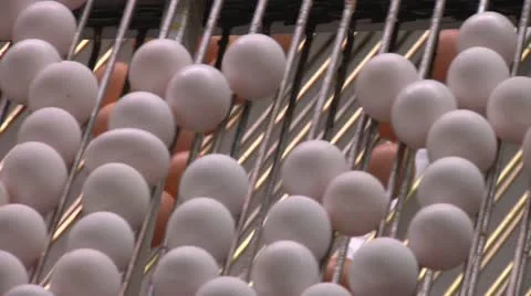 Egg production Stock Footage 13009833