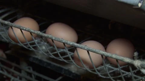 Egg production Stock Footage 48807543