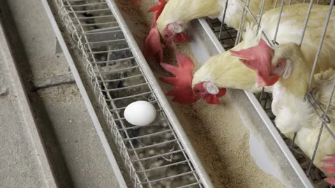Egg Production in India - A Closer Look at the Process Stock Footage 324035461