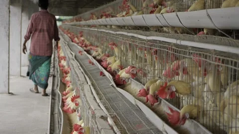 Egg Production in India - A Comprehensive Look into the Chicken Coops Stock Footage 324040036