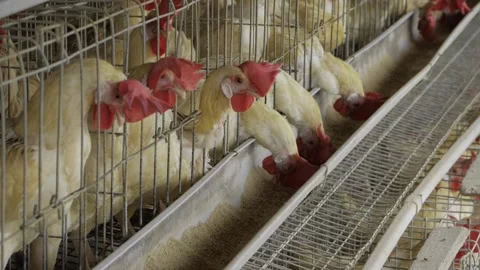 Egg Production in India - A Comprehensive Overview Video stock 324035219