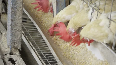 Egg Production in India - A Look Inside the Flock's Feeding Process Stock Footage 324034684