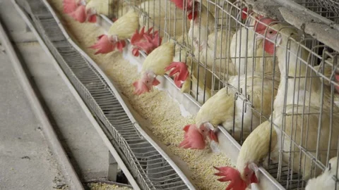 Egg Production in India - A Look Inside the Farm Stock Footage 324040916
