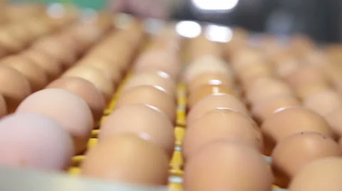 Egg production line 2 Video stock 48229372