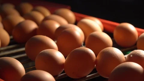 Egg production line in action on the chicken farm. eggs sorting in the factory Stock Footage