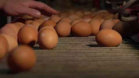 Egg production line in action on the chicken farm. eggs sorting in the factory Stock Footage 120462016