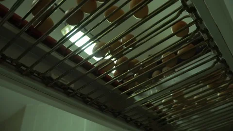 Egg production line in action on the chicken farm. eggs sorting in the factory Stock Footage 120462082