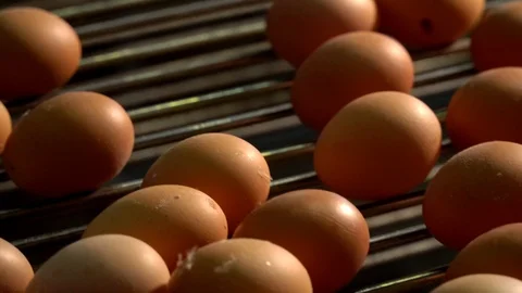 Egg production line in action on the chicken farm. eggs sorting in the factory Stock Footage 120462437