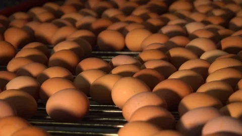 Egg production line in action on the chicken farm. eggs sorting in the factory Stock Footage 120462501