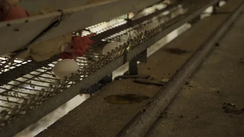 Egg Production Line - Efficient and Hygienic Stock Footage 324036312