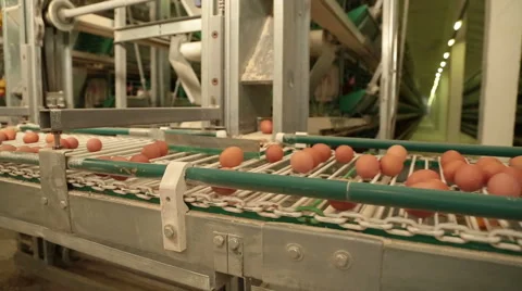 Egg production line Stock Footage 48229183