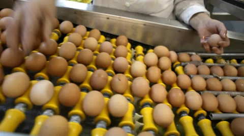 Egg production line - quality control process Stock Footage 36300226