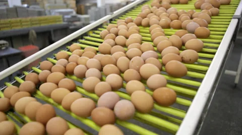 Egg production line - transportation process Stock Footage 36300181