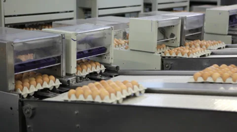 Egg production line - transportation process Stock Footage