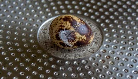 An egg of quail with a feather on a texture. Stock Photos