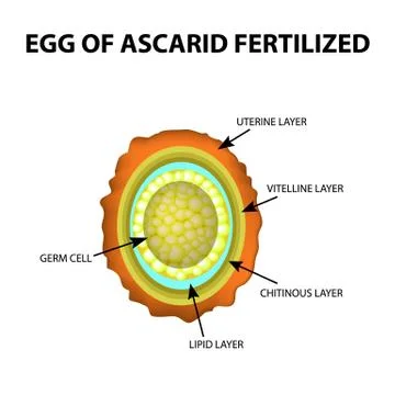 The egg of the roundworm is fertilized. Structure of Ascaris eggs. infographics Illustrazione stock
