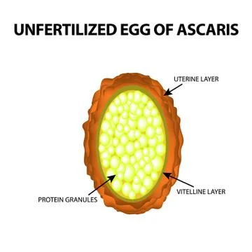 The egg of the roundworm unfertilized. Structure of Ascaris eggs. infographics Stock Illustration