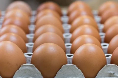 Egg is row Stock Photos