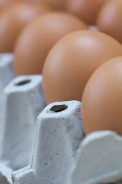 Egg is row Stock Photos